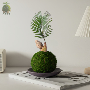 常青好养植物 苏铁宝宝苔藓球铁树盆栽办公室苔玉室内客厅绿植四季