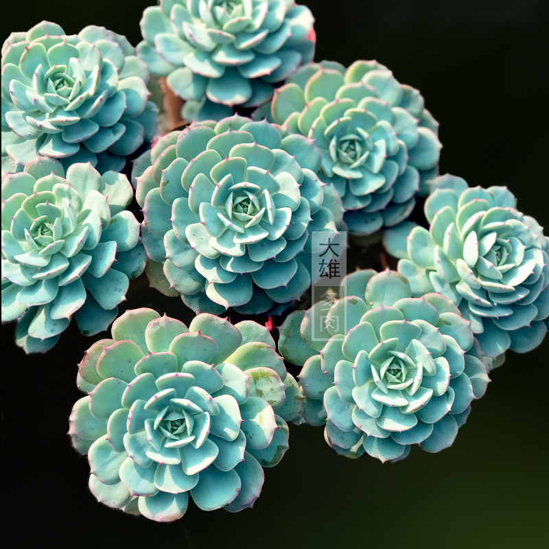 一物一拍 光环蓝巴黎雪域荷叶莲老桩多肉植物精致精品好养肉肉