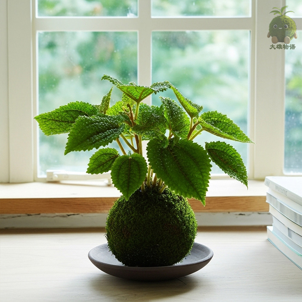 皱叶冷水花苔藓球网红椒草办公室内耐阴绿植懒人植物净化空气盆栽