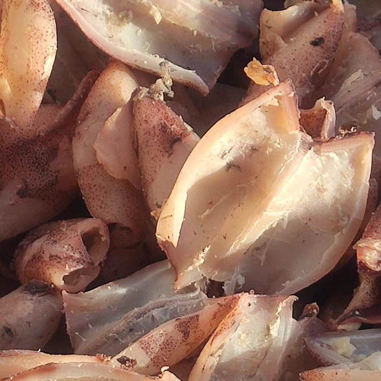 苏北小乌子海兔片海鲜笔管鱿鱼墨鱼片去头去内脏海兔乌贼片干货