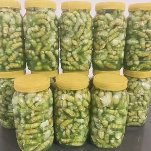 苏北特产连云港豆丹灌云豆丹肉低脂肪冷冻豆虫食用高蛋白豆丹