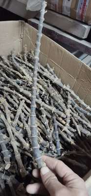 紫竹鞭料头竹鞭碎料下脚料挑剩下的按斤卖一件一斤不挑选不退换