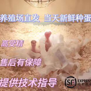 鹦鹉蛋高受精可孵化种蛋文鸟七彩紫罗兰玄凤鹦鹉受精蛋绿牡丹旋风,宠物/宠物食品及用品,鸟,淘宝优惠券,粉丝福利购,淘宝优惠卷