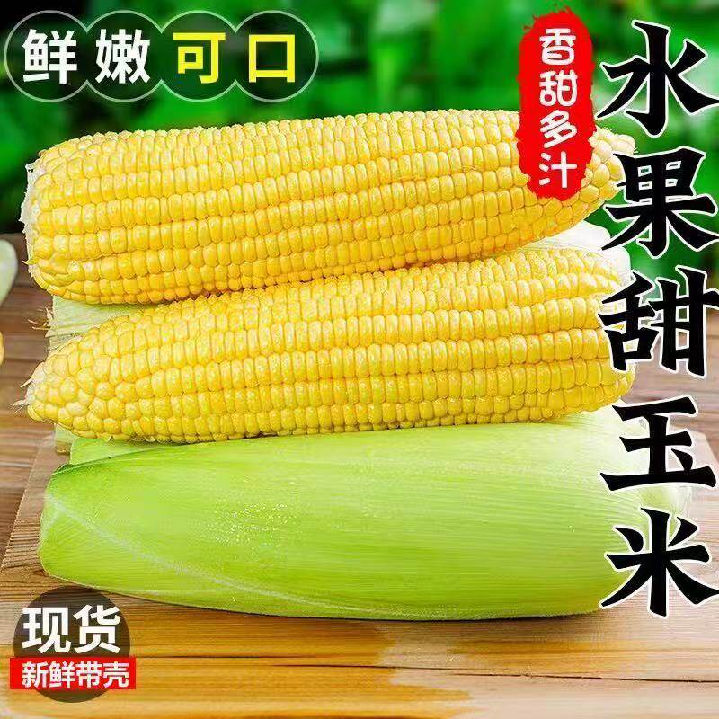 现摘现发水果黄玉米带壳可生吃粘糯果玉米甜苞谷香甜多汁新鲜