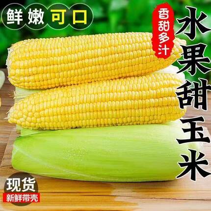现摘现发水果黄玉米带壳可生吃粘糯果玉米甜苞谷香甜多汁新鲜