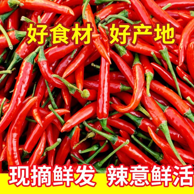 正宗小米椒新鲜现摘现发