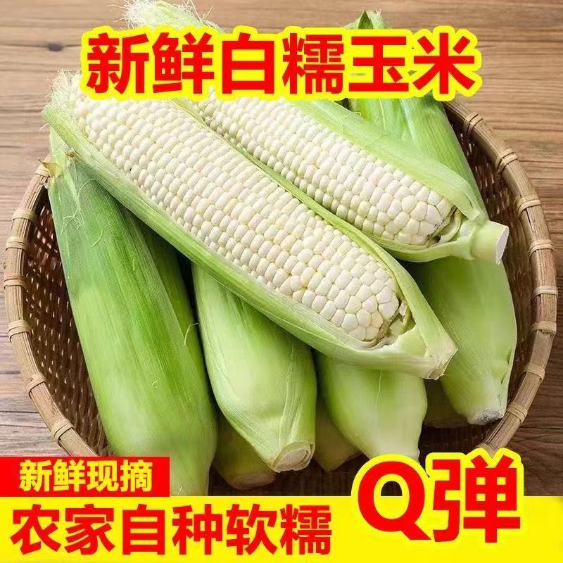 鲜现摘白糯玉米当季玉米蔬菜