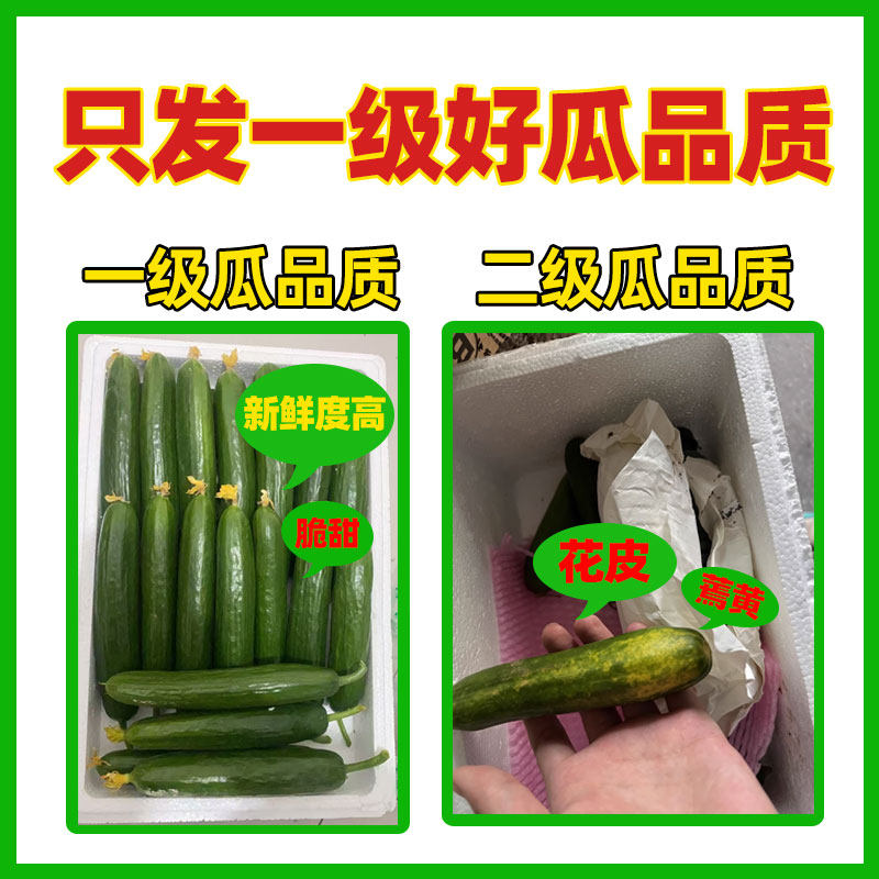 荷兰一级精品水果黄瓜