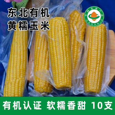 东北黄糯玉米有机玉米软糯可口10支一箱真空包装低卡玉米早餐代餐