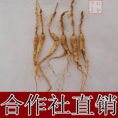 林下籽货山参小小货  林下参人参山参残参