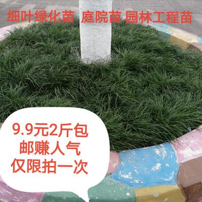 四川绵阳麦冬苗药材用苗别墅庭院绿化草坪麦冬草四季常绿细叶麦东