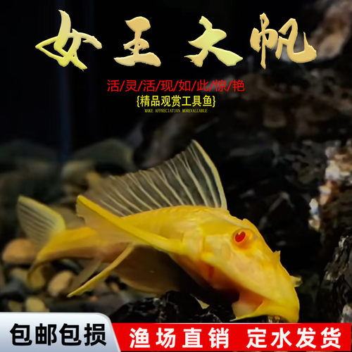 清道夫女王大帆鱼活体鱼大小型垃圾异型鱼热带观赏鱼