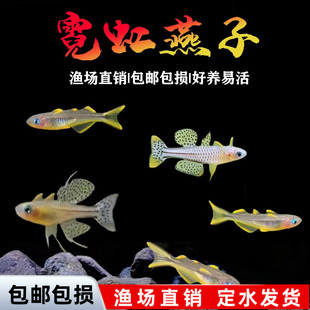 霓虹燕子珍珠燕子橘红燕子观赏鱼热带鱼活体鱼灯科鱼淡水鱼小型鱼