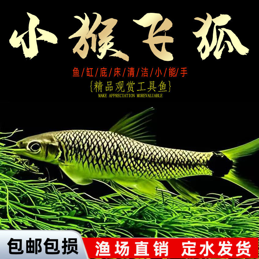 小猴飞狐鱼黑线飞狐一线金线草除黑毛藻缸强力除藻底栖工具鱼活体,宠物/宠物食品及用品,观赏鱼饲料,淘宝优惠券,粉丝福利购,淘宝优惠卷