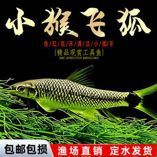 小猴飞狐鱼黑线飞狐一线金线草除黑毛藻缸强力除藻底栖工具鱼活体