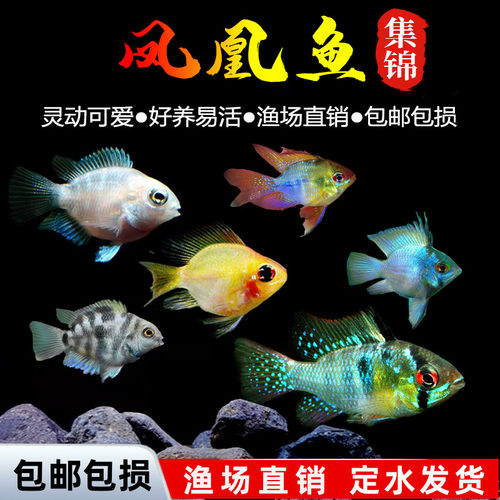 迷你鹦鹉鱼阿凡达荷兰球鱼观赏鱼