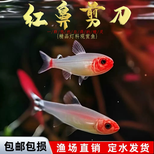 红鼻剪刀鱼热带鱼群游鱼小型鱼