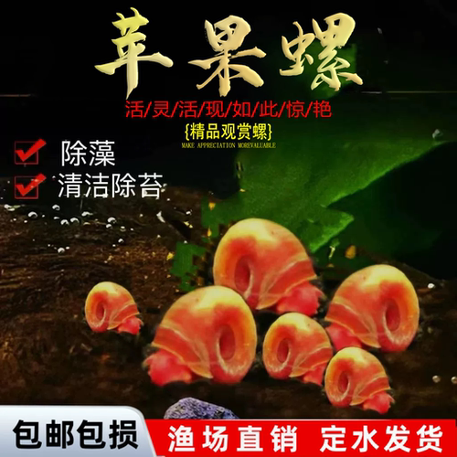 苹果螺观赏螺黑金刚螺除藻
