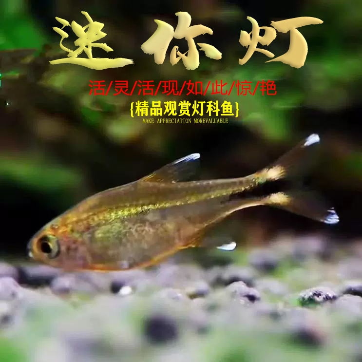 迷你灯鱼热带鱼观赏鱼小型鱼红绿灯草缸群游灯科鱼活体包邮耐活