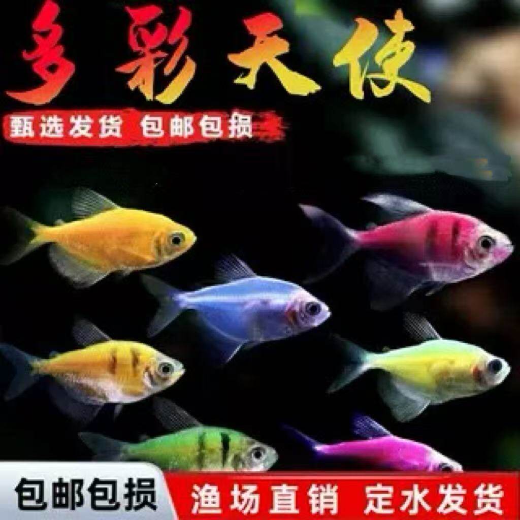 天使鱼观赏鱼彩群鱼热带鱼群游小型鱼淡水鱼好养耐活包邮
