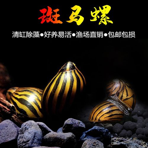 斑马螺观赏螺黑金刚螺