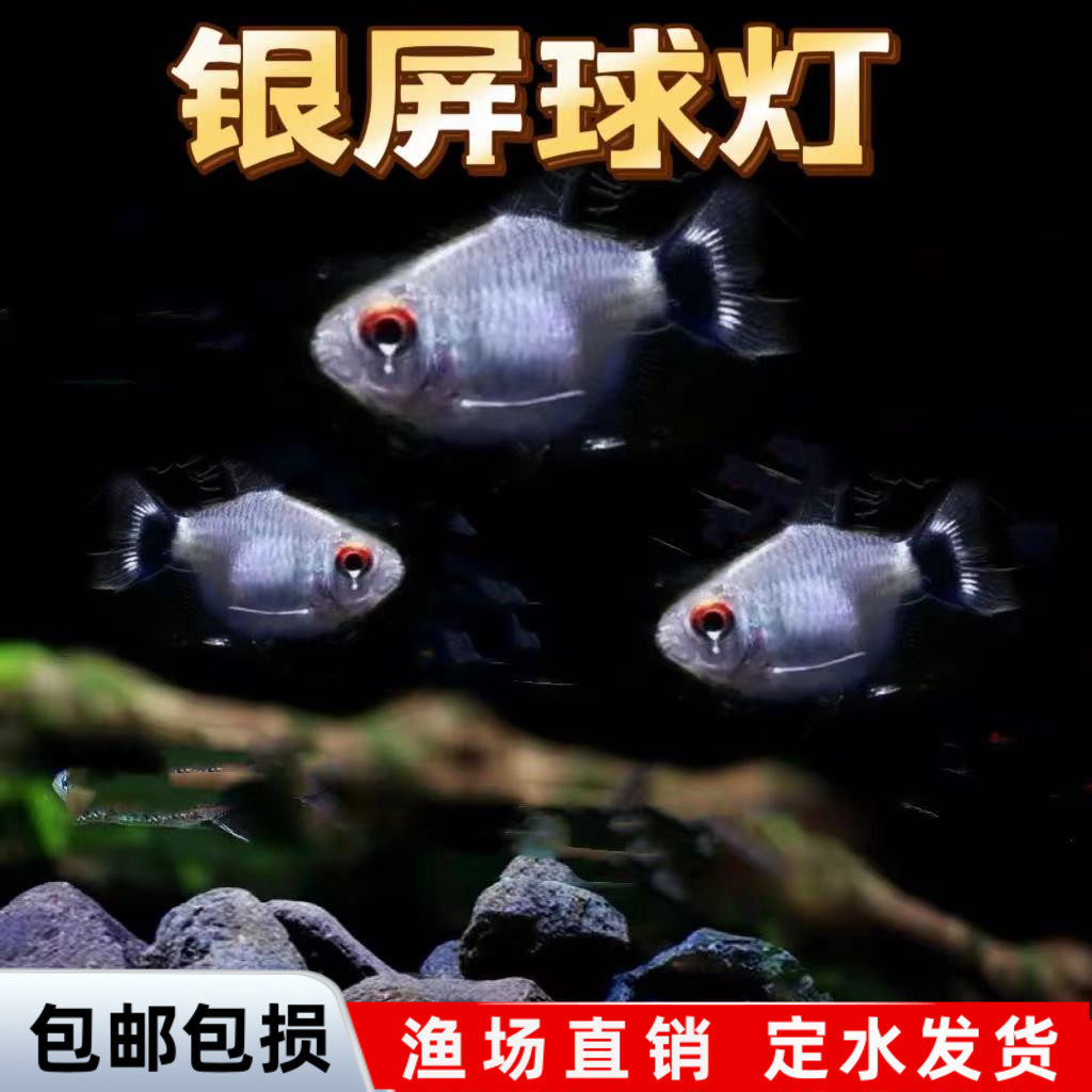 银屏灯鱼头尾灯球热带观赏鱼灯笼鱼小型活体灯科鱼群游淡水鱼好养,宠物/宠物食品及用品,鱼,淘宝优惠券,粉丝福利购,淘宝优惠卷