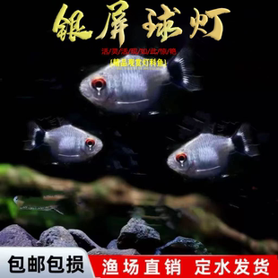 银屏灯鱼头尾灯球热带观赏鱼灯笼鱼小型活体灯科鱼群游淡水鱼好养
