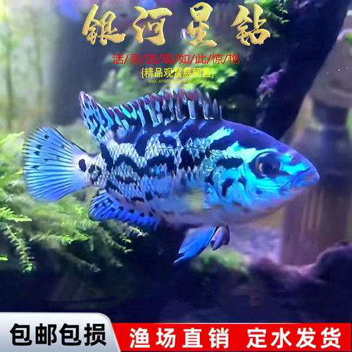 银河星钻三湖慈鲷坦鲷淡水热带鱼