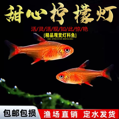 甜心柠檬灯鱼观赏鱼水草缸群游