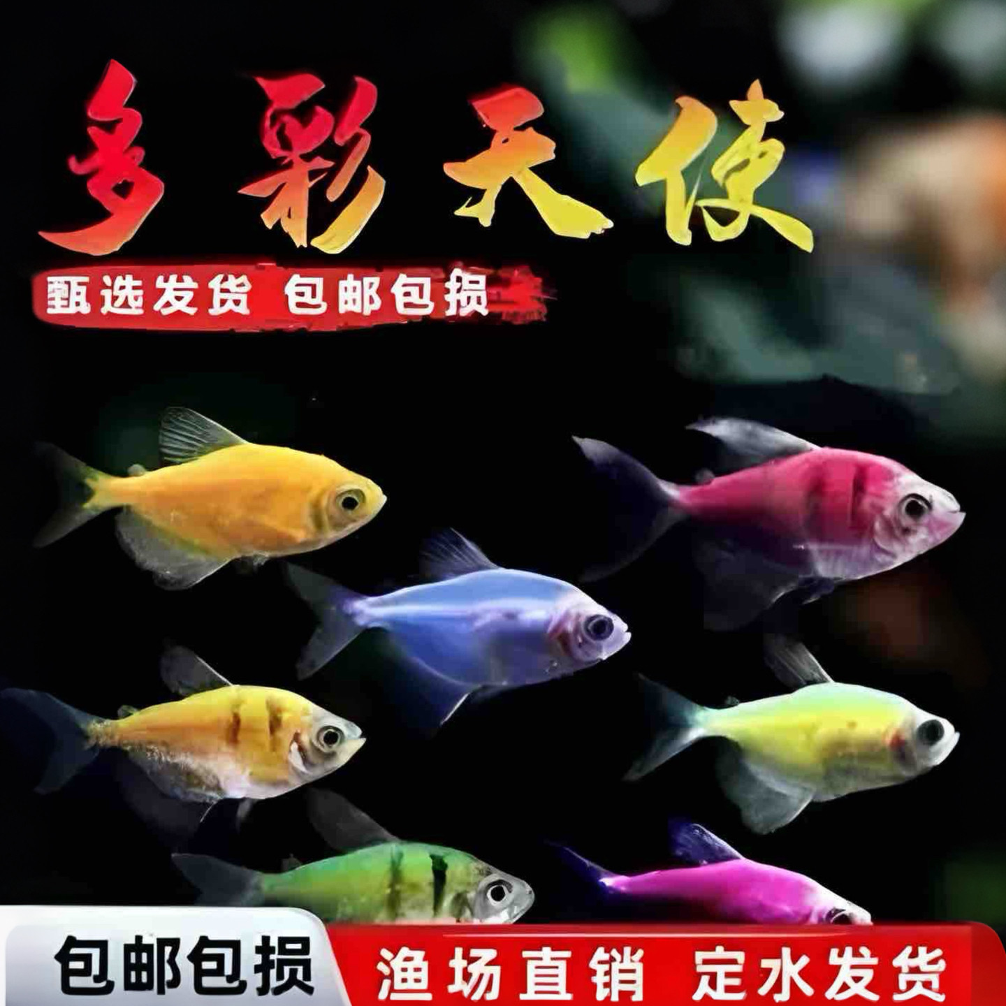 天使鱼观赏鱼彩群鱼热带鱼群游小型鱼淡水鱼好养耐活包邮