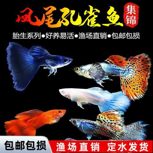 活体淡水热带观赏鱼孔雀鱼