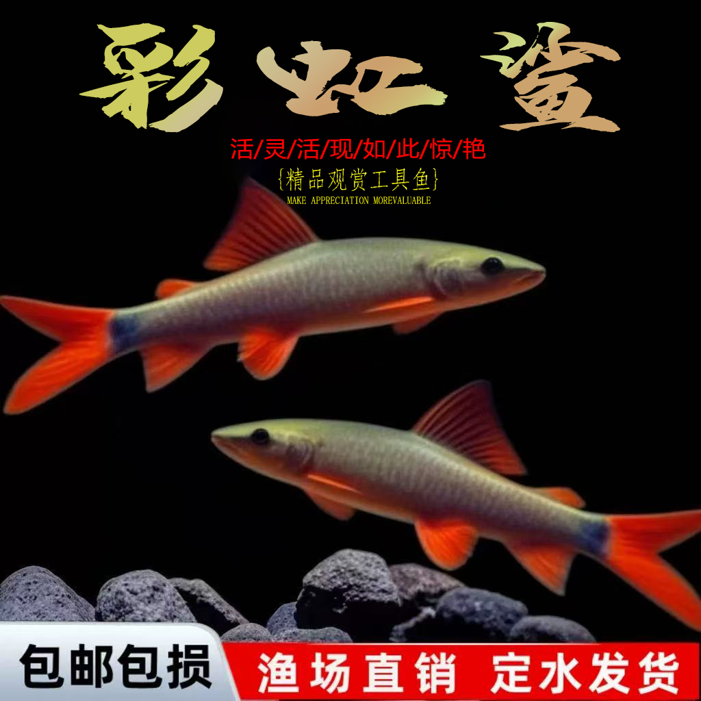 清洁鱼金苔鼠鱼热带观赏鱼清道夫鼠鱼鱼缸除藻鱼清洁鱼活鱼工具鱼,宠物/宠物食品及用品,鱼,淘宝优惠券,粉丝福利购,淘宝优惠卷