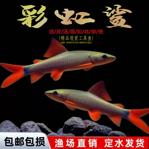 清洁鱼金苔鼠鱼热带观赏鱼清道夫