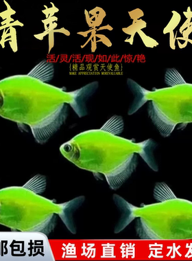 天使鱼观赏鱼彩群鱼热带鱼群游小型鱼淡水鱼好养耐活喂食