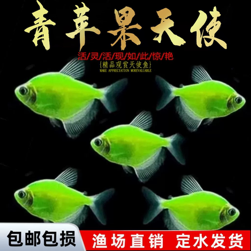 天使鱼观赏鱼彩群鱼热带鱼群游