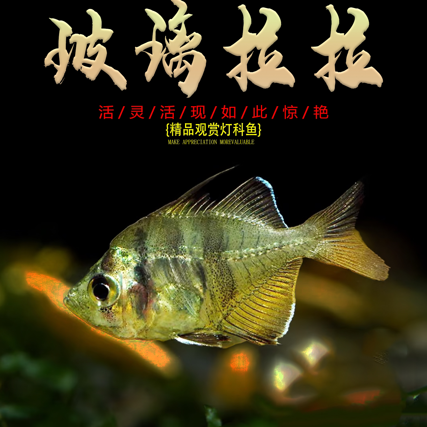 玻璃拉拉鱼玻璃猫鱼热带鱼观赏鱼透明的鱼红尾水晶群游草缸混养