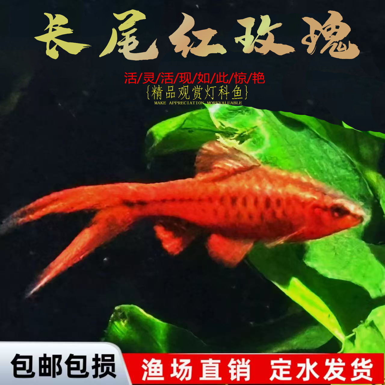 长尾红玫瑰樱桃灯鱼热带观赏鱼草缸精灵小型淡水好养活体包邮,宠物/宠物食品及用品,鱼,淘宝优惠券,粉丝福利购,淘宝优惠卷