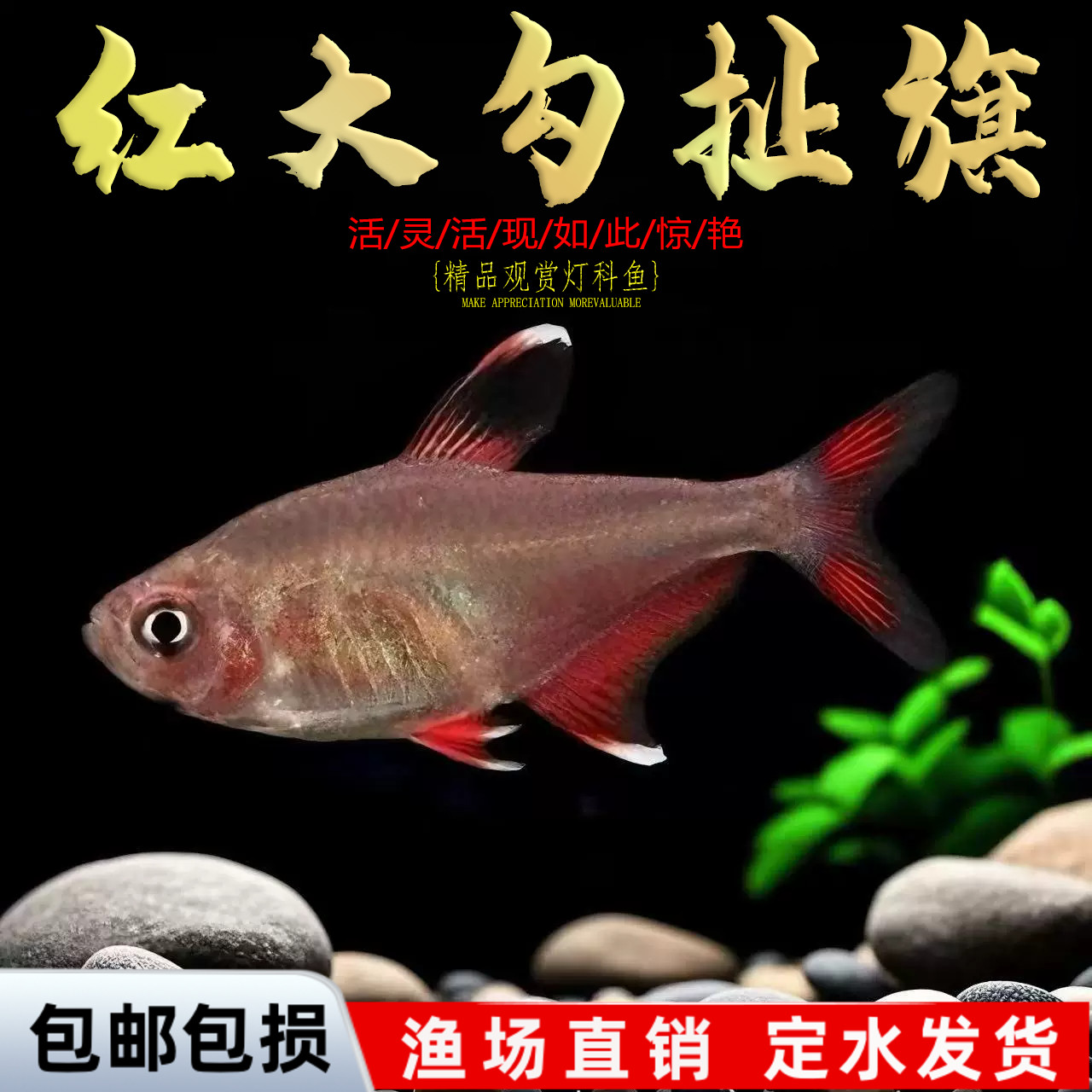 红大勾鱼白翅玫瑰红尾红衣梦幻扯旗南美造景风格群游鱼小型热带鱼