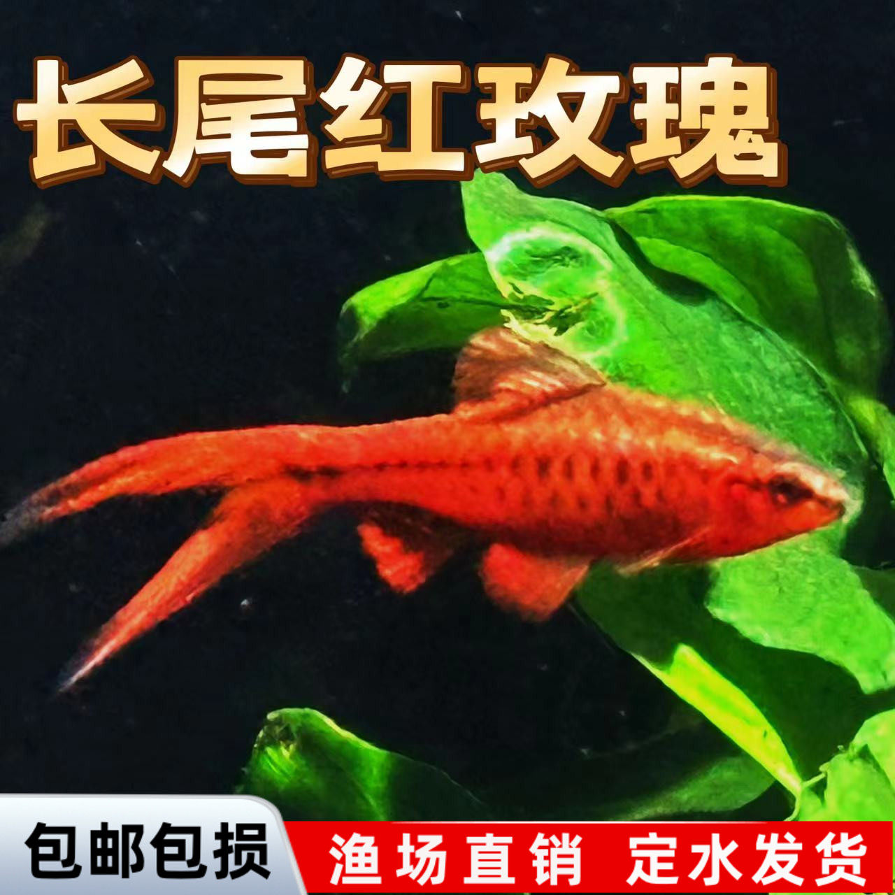 长尾红玫瑰樱桃灯鱼热带观赏鱼草缸精灵小型淡水好养活体包邮,宠物/宠物食品及用品,鱼,淘宝优惠券,粉丝福利购,淘宝优惠卷