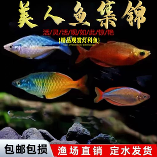 電光美人魚石美人剛果美人藍(lán)美人電光球熱帶觀賞魚闖缸熱帶魚活體