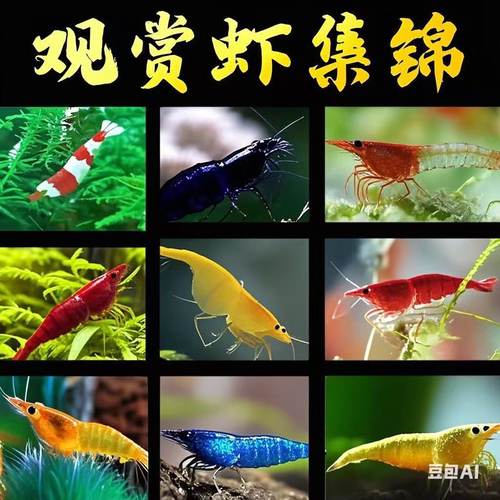 热带淡水观赏虾水晶虾工具虾