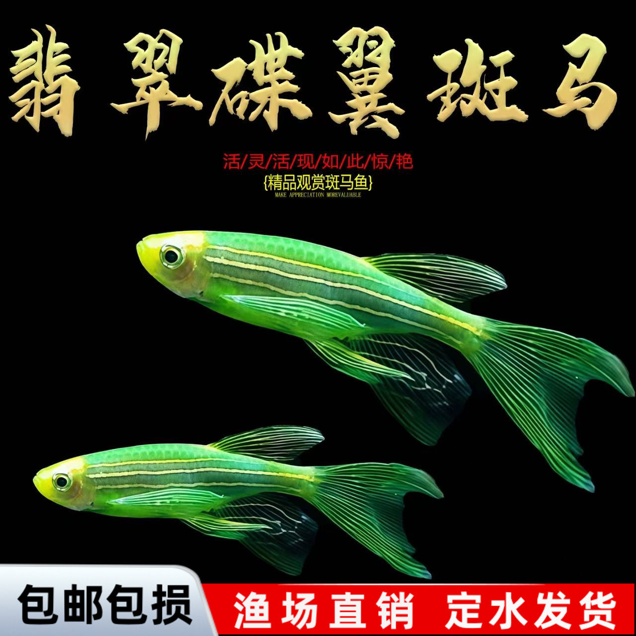 翡翠蝶翼斑马鱼观赏鱼荧光冷水鱼小型热带鱼活体鱼好养