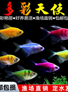 天使鱼观赏鱼彩群鱼热带鱼群游小型鱼淡水鱼好养耐活喂食