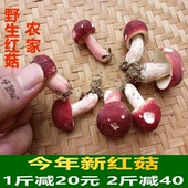 福建正宗深山农家野生红菇干货月子小朵红菇丁250g 包邮