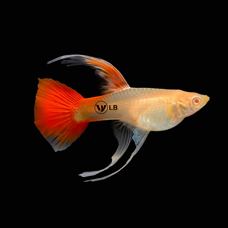 孔雀鱼纯种精品大背血红大c全红凤尾鱼观赏鱼热带鱼自家繁殖宠物