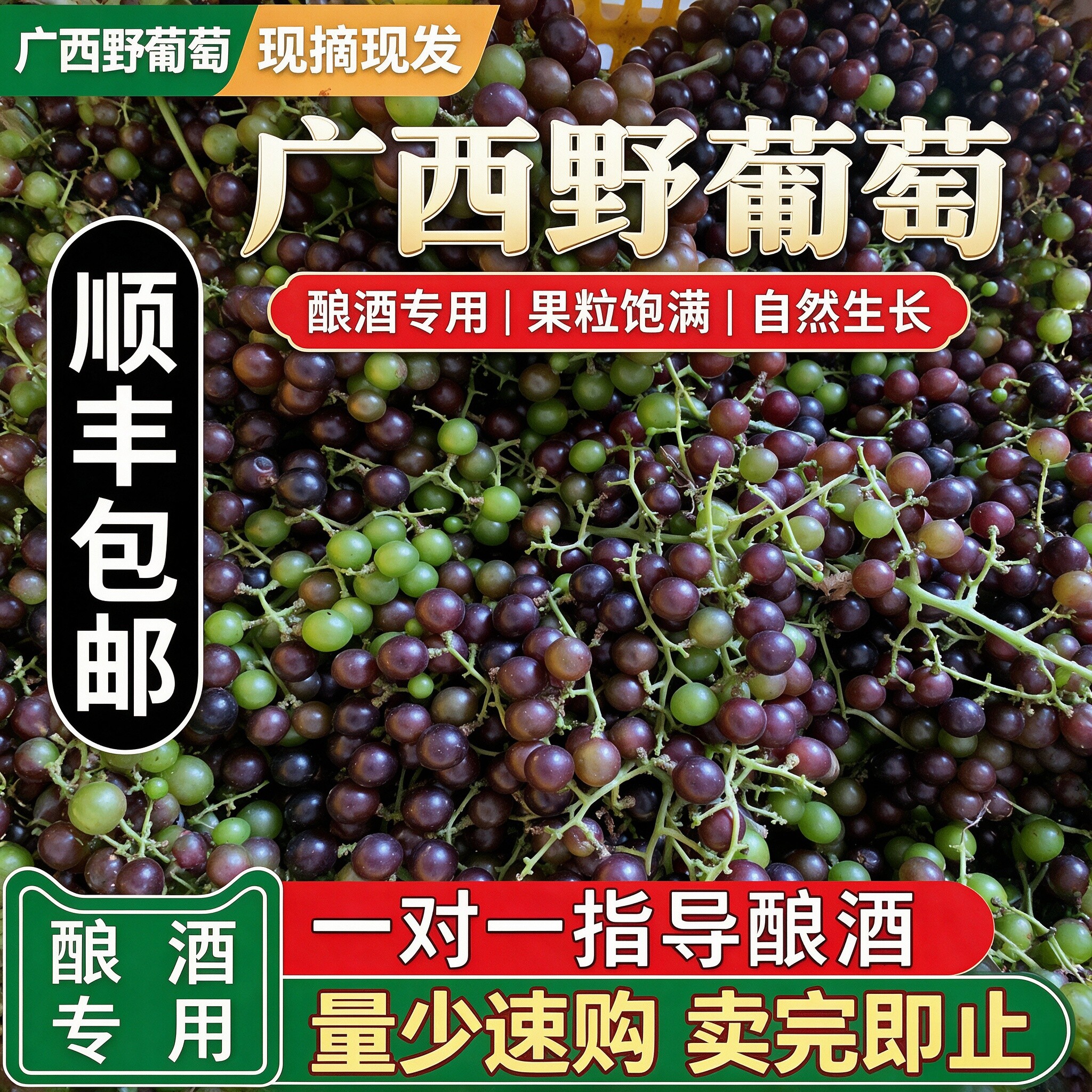 现货顺丰 广西正宗青野葡萄泡酒酿红酒腌酸嘢孕妇新鲜水果小个酸