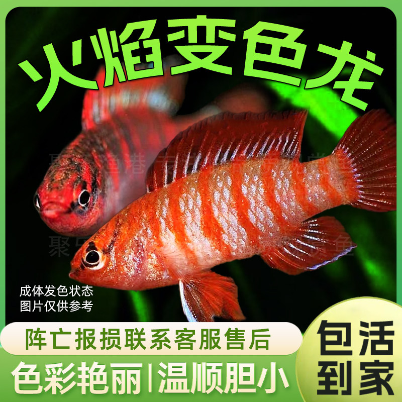 火焰变色鱼热带鱼观赏鱼小型鱼淡水鱼灯科鱼宠物鱼活体攀鲈科包活