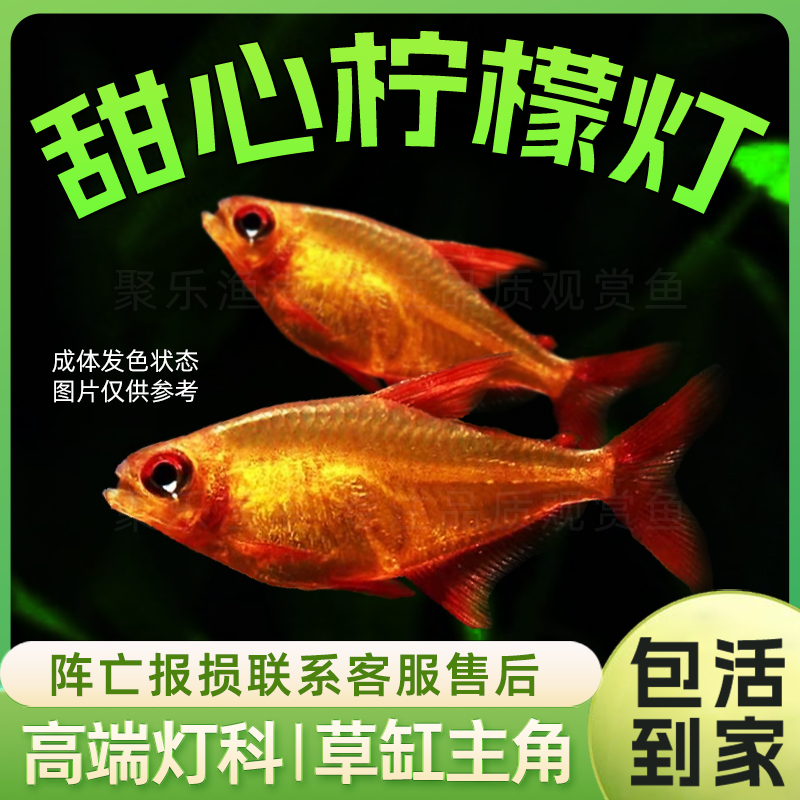 甜心柠檬超级柠檬 热带观赏淡水草缸灯科小型南美活体鱼