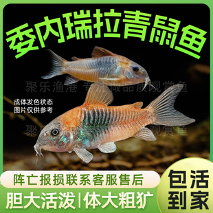 委内瑞拉青鼠鱼小型老鼠热带观赏鱼淡水委青鼠黑鼠蓝鼠尼青鼠活体