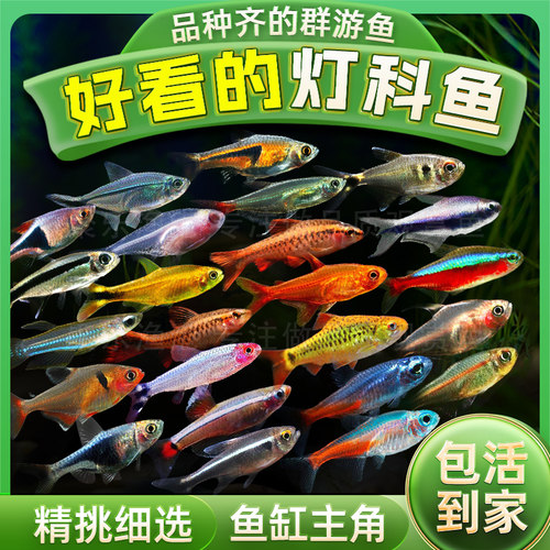 灯科鱼合集斑马活体小型
